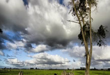 红军英超捕鹊领先13分 炮兵迷失森林冠军梦渐远.